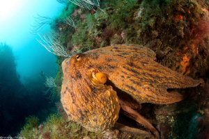 mediterranean octopus by Mathieu Foulquié 